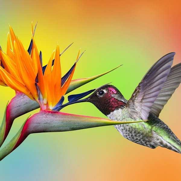Kolibri