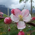 Apfelblüte
