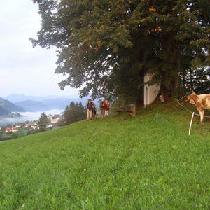 Fuß-Wallfahrt nach Maria Zell